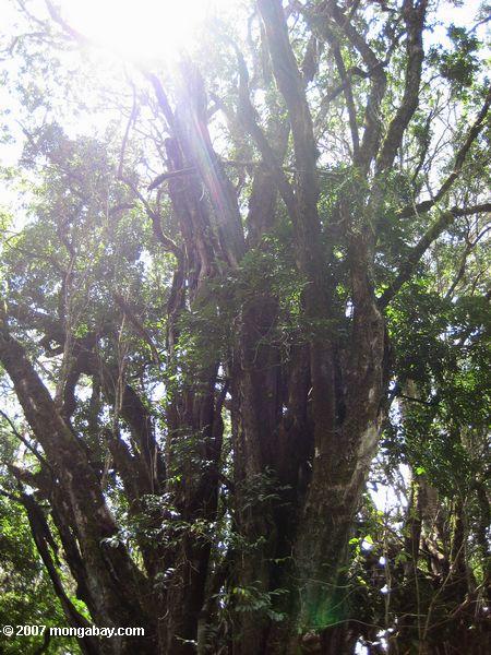 loita丘の森の中にイチジクの木
