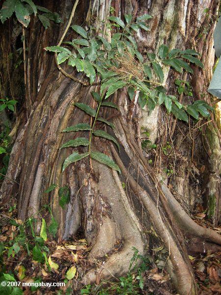 Wurzeln eines Strangler Abb. Baum in der Loita Hügel Wald