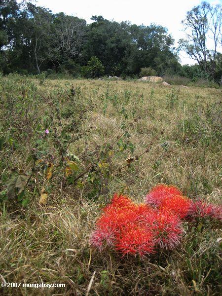 Africano Blood Lily (Scadoxus multiflorus) em Loita Hills