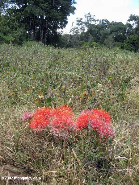 Fireball Lily en Loita Hills