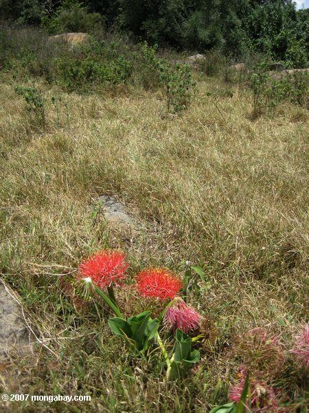 Fireball Lily en Loita Hills