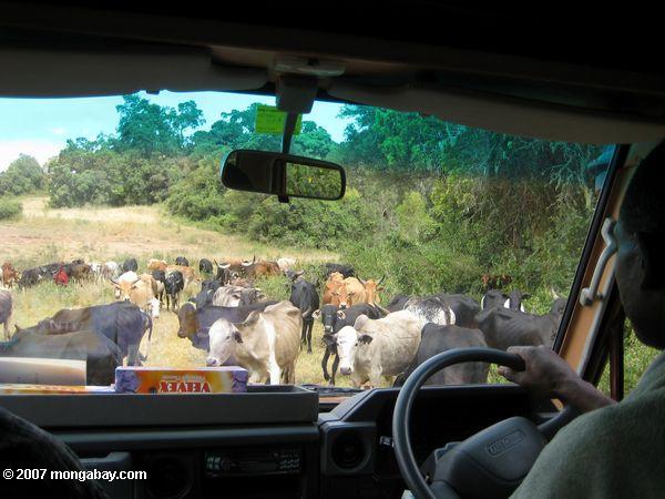 Vieh in den Straßenverkehr