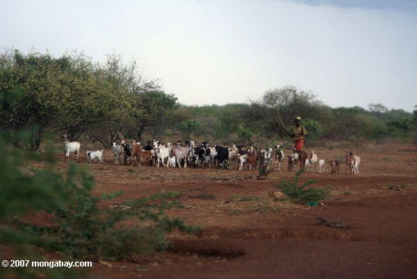 Turkana garçon avec des chèvres