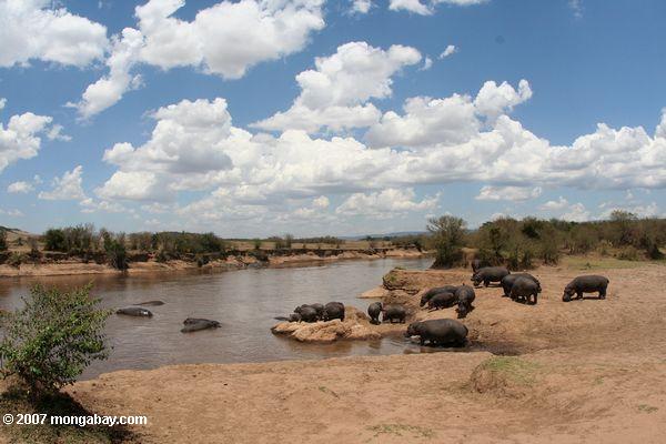 Hippos am Ufer des Flusses Mara