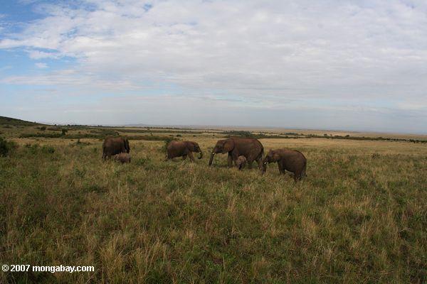 Éléphants dans les Maasai Mara