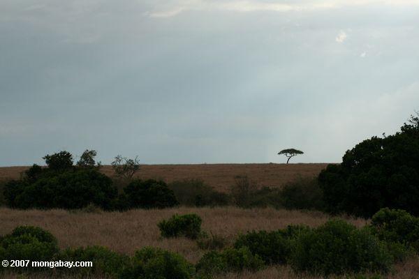 Maasai Mara paisaje