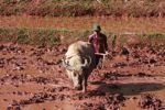Ox-plowing a rice paddy