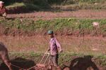 Man plowing a rice paddy
