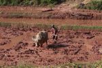 Man plowing a rice paddy using an ox