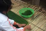 Preparing riverweed for drying
