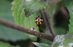 Black and orange beetle