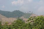 Deforestation for a rubber plantation in Laos