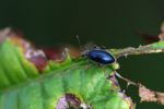 Iridescent indigo blue-black beetle