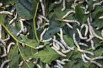 Silkworms feeding on Mulberry leaves