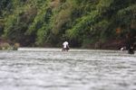 Man collecting riverweek in the Nam Tha River