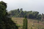 Sanam amid a newly established rubber plantation