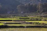 Green rice paddies in Udomxai province