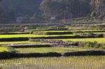 Green rice paddies in Udomxai province