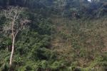 Deforestation for a rubber plantation along the Nam Ou river
