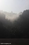 Mist-shrouded Forest along the Nam Ou river