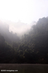 Fog-shrouded Forest along the Nam Ou river