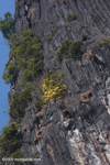 Blooming shrub growing out of a Karst cliff along the Nam Ou river