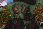 Mouse deer and bamboo rats in the Luang Prabang morning market