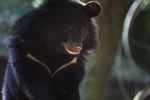 Asiatic black bear (Ursus thibetanus)