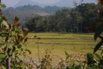 Rice fields and hillside deforestation in Luang Prabang province