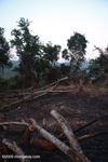 Slash-and-burn in Laos