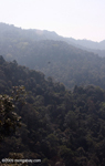 Rainforest in Nam Et-Phou Louey National Protected Area 