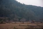 Dry rice fields near NEPL