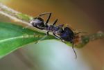Giant ant in Laos