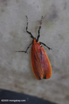 Red-orange insect