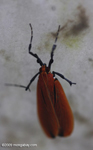 Red-orange insect