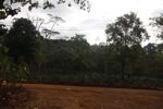 Coffee plantation in Laos