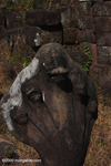 5-headed snake beast statue at Vat Phou
