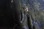 Elephant rock at Wat Phou