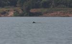 Mekong River Dolphin