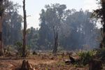 Charred and still smoldering forest in Laos