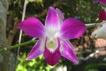 Magenta and white orchid