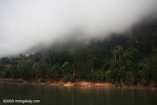 Forest along the Nam Ou river in Laos