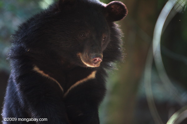 Asiatic black bear (Ursus thibetanus) Picture Title: Asiatic black bear 