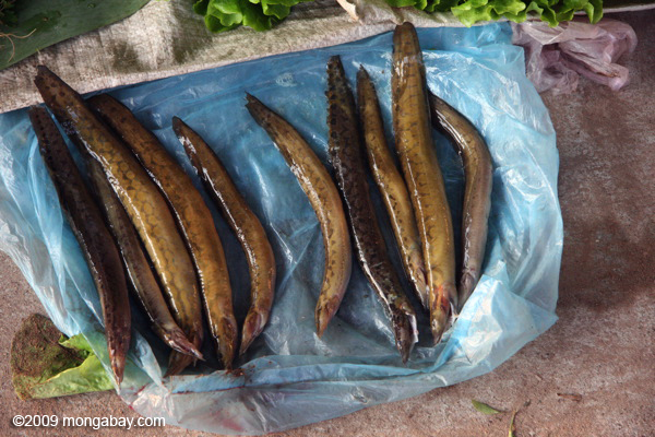 Eels in a fishmarket. Photo by Rhett A. Butler / mongabay.com