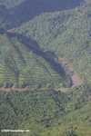 Terraced oil palm plantations -- borneo_2810