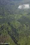 Oil palm plantations in Malaysian Borneo -- borneo_2821