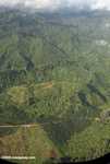 Oil palm plantations in Malaysian Borneo -- borneo_2824