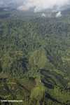 Oil palm plantations in Malaysian Borneo -- borneo_2833