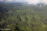 Oil palm plantations in Malaysian Borneo -- borneo_2835