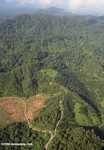 Oil palm plantations in Malaysian Borneo -- borneo_2846
